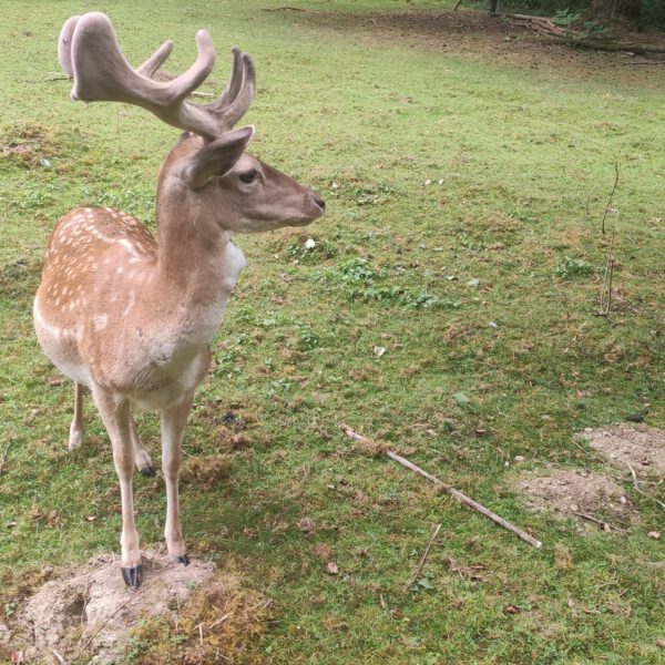 Rotwild zwischen Argenschwang und Wallhausen